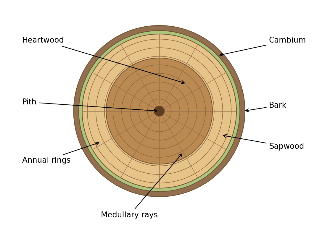 Typical exogenous tree trunk section: pith, heartwood, sapwood, annual rings, medullary rays, cambium and bark.